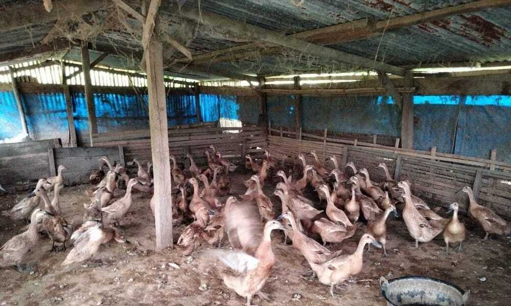 28 Pengembangan peternakan dalam meningkatkan populasi di Kabupaten Agam terus di genjot oleh Dinas Pertanian Kabupaten Agam dengan cara menyalurkan bantuan berupa ternak dan alat mesin sarana prasarana pendukung peternakan.