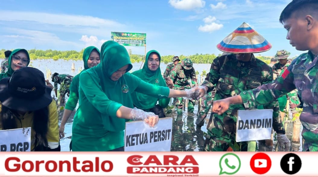 28 Kodim 1313 Pohuwato justru memilih merayakannya dengan menanam 500 bibit mangrove di Hutan Lindung Desa Palopo, Kecamatan Marisa, Jum'at (03/10/2025).